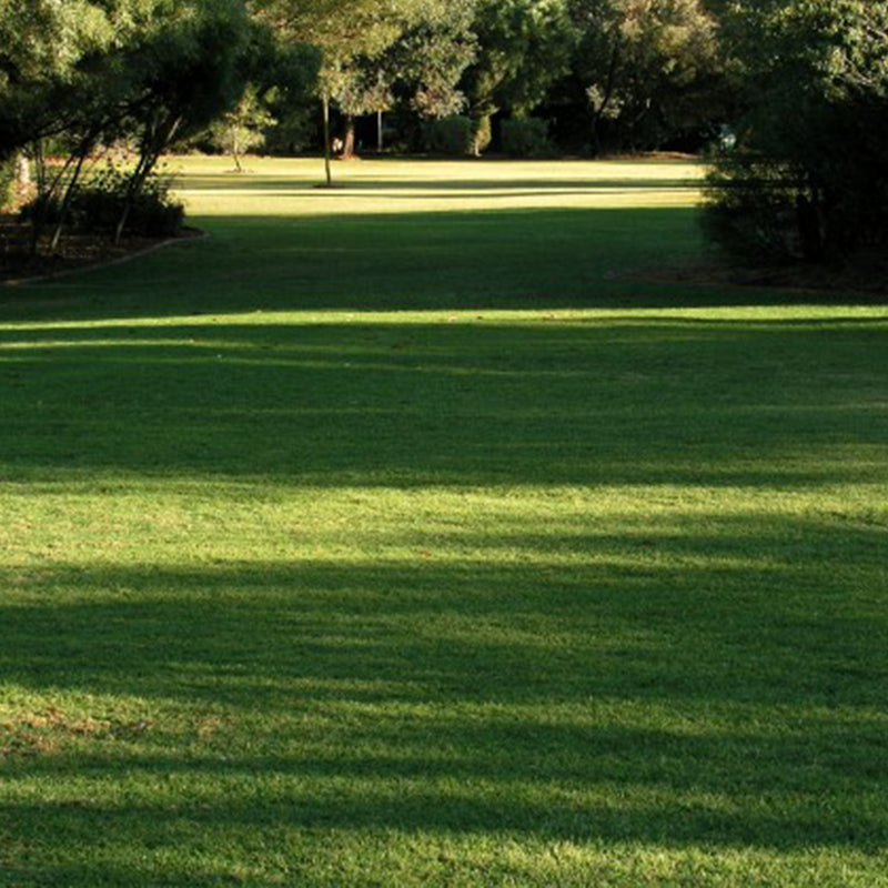 Semi di prato ombra piante per orto e giardino coltivazione domestica e professionale kg 1