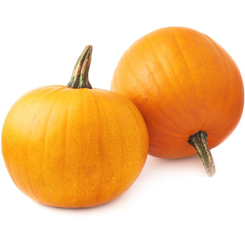 Semi di zucca "Mammoth gold" piante per orto e giardino coltivazione domestica e professionale